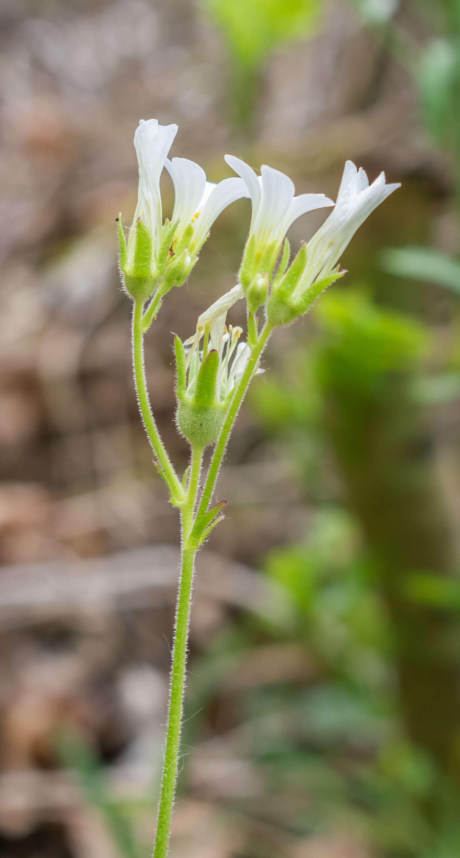 Plancia ëd Saxifraga granulata L.