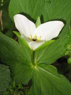 Image of Trillium camschatcense Ker Gawl.