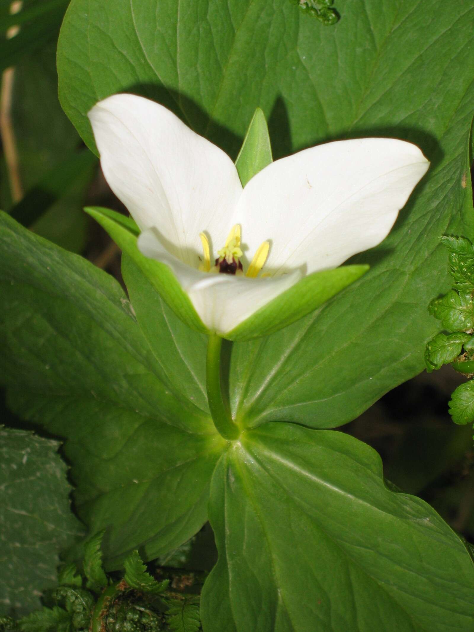 Image of Trillium camschatcense Ker Gawl.