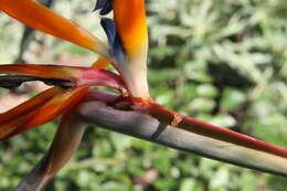 Image of Strelitzia juncea (Ker Gawl.) Link