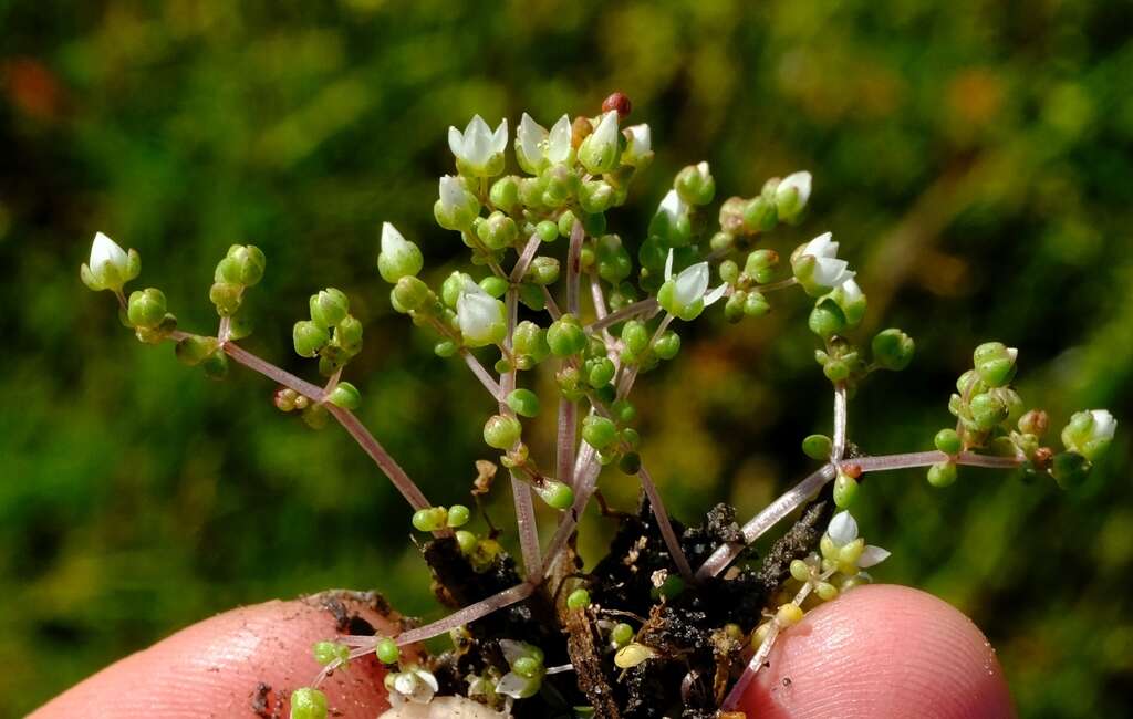 Image of Crassula decumbens Thunb.