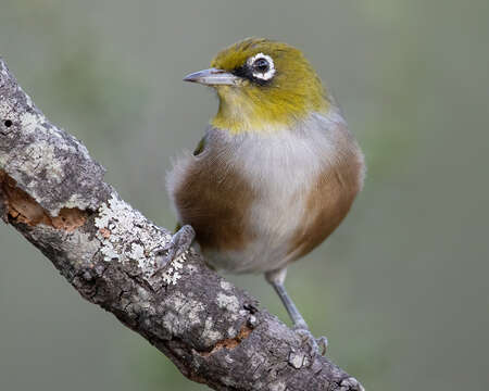 Image of Silvereye