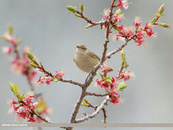 Image of Siberian Chiffchaff