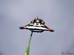 Image of Gasteracantha geminata (Fabricius 1798)