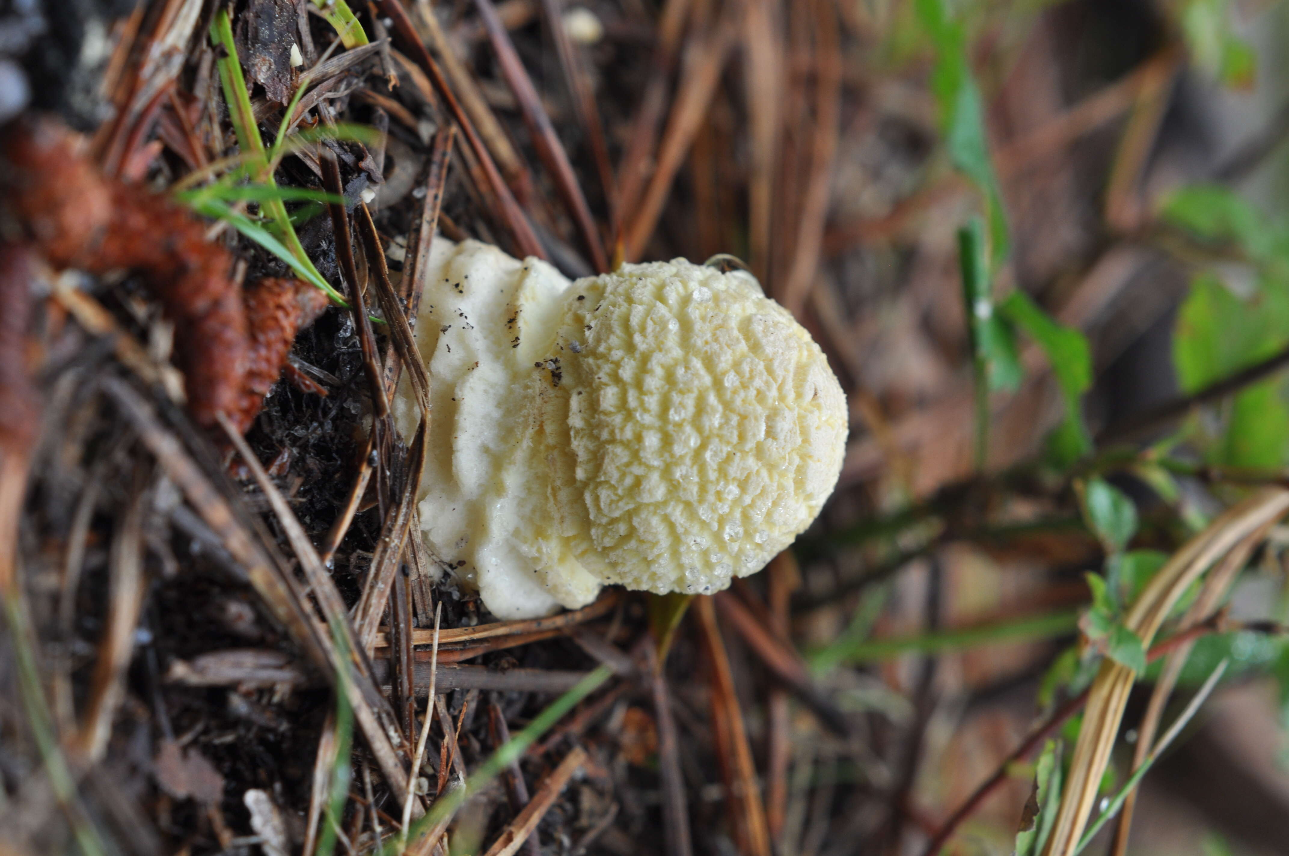 Imagem de Amanita muscaria var. guessowii