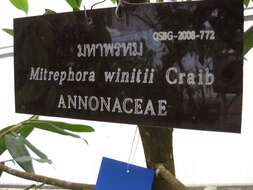 Image of Mitrephora winitii Craib