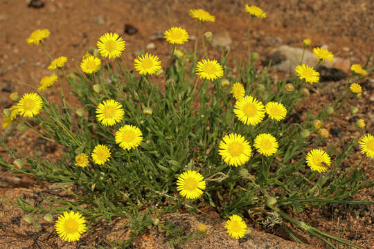 Image of Yellow felicia