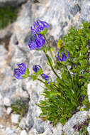 Image of Horned Rampion