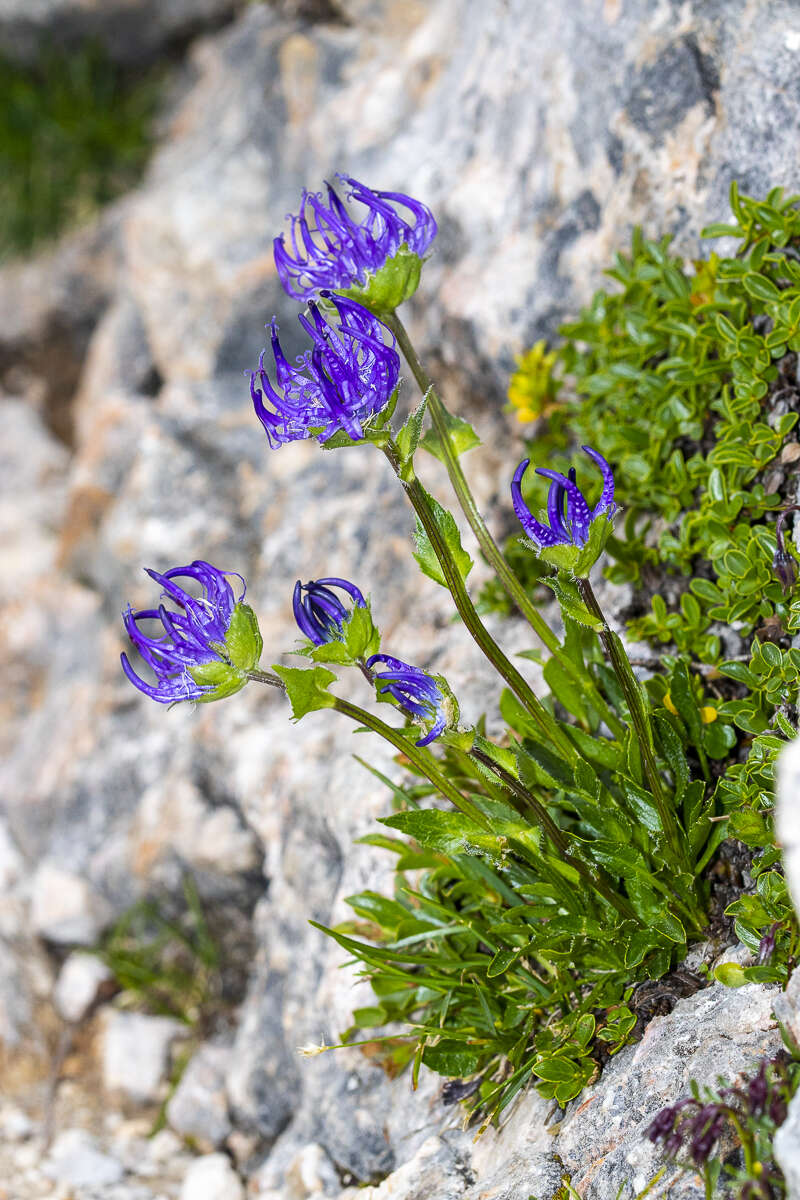 Imagem de Phyteuma sieberi Spreng.