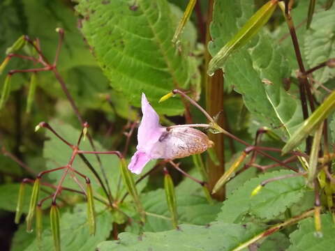 Image of Himalayan balsam