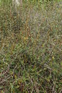 Image of Muehlenbeckia ephedroides Hook. fil.