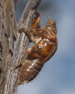 Amphipsalta zelandica (Boisduval 1835)的圖片