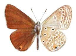 Imagem de Lepidochrysops victoriae (Karsch 1895)