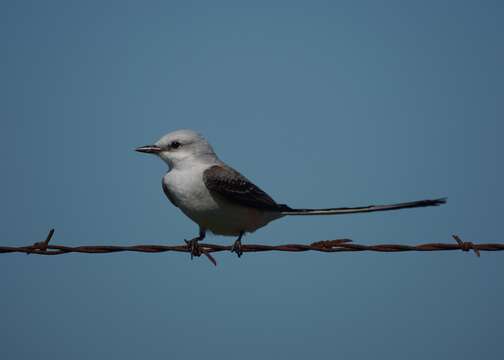 Image of Scissor-tailed Flycatcher