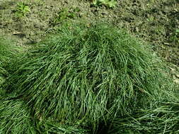 Image of Mondo Grass