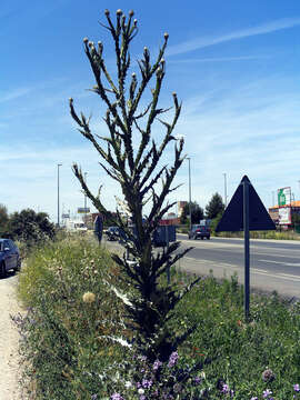 Image of Moor's Cotton Thistle