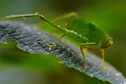 Image of Oblong-winged Katydid