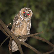 Image of Long-eared Owl