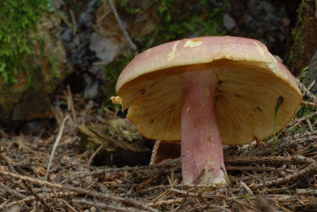 Image of Tricholomopsis rutilans (Schaeff.) Singer 1939