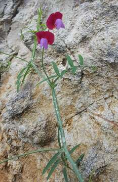 Imagem de Lathyrus clymenum L.