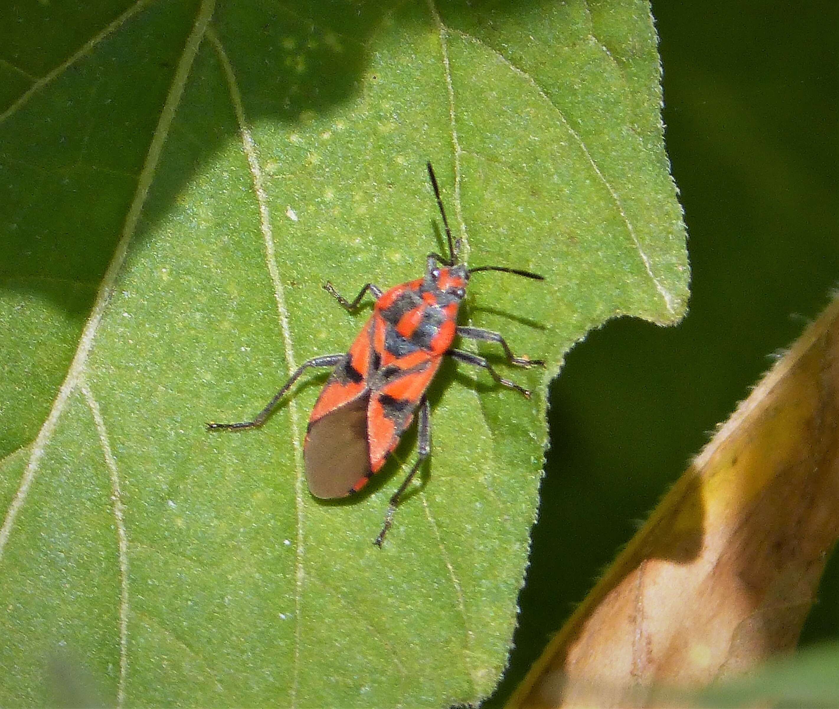 Image de Spilostethus furcula