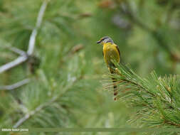 Image of Long-tailed Minivet