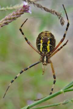 Image of Barbary Spider