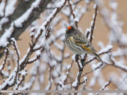 Image of Fire-fronted Serin