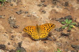 Image of Argynnis hyperbius