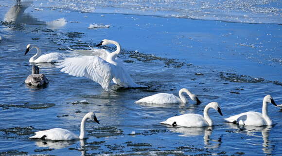 Image of Trumpeter Swan