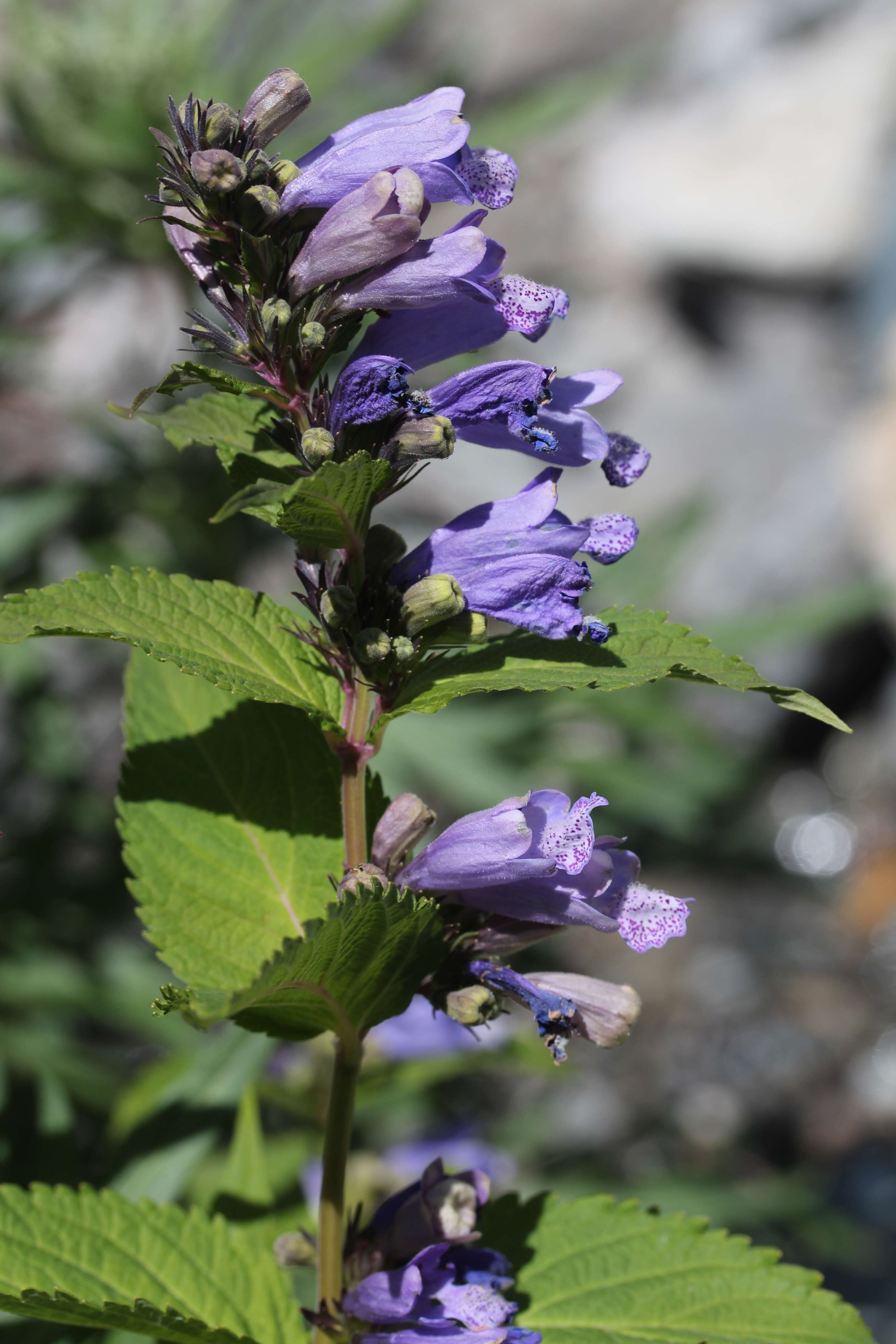 Nepeta subsessilis Maxim. resmi