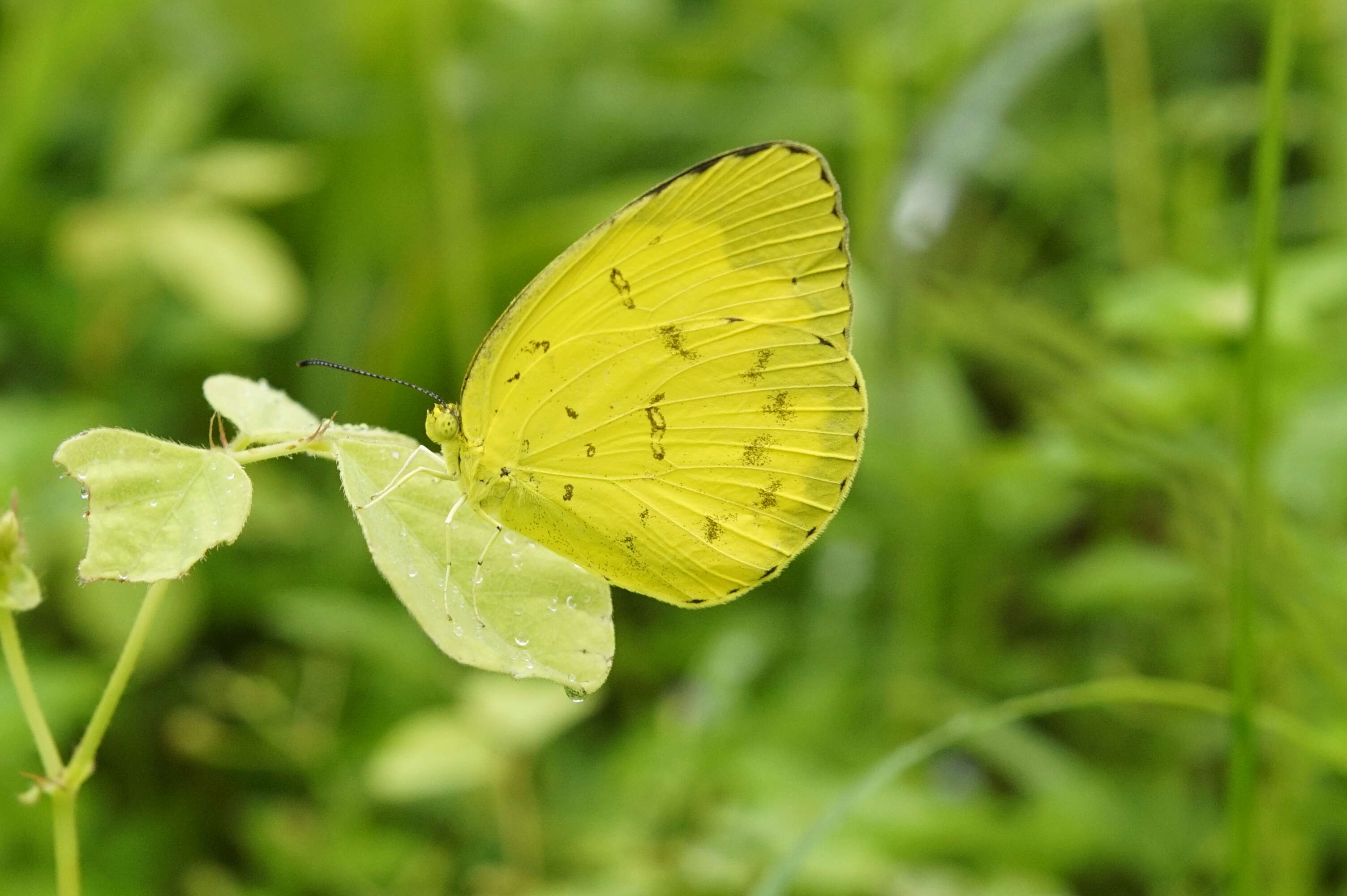 Image of Eurema blanda (Boisduval 1836)