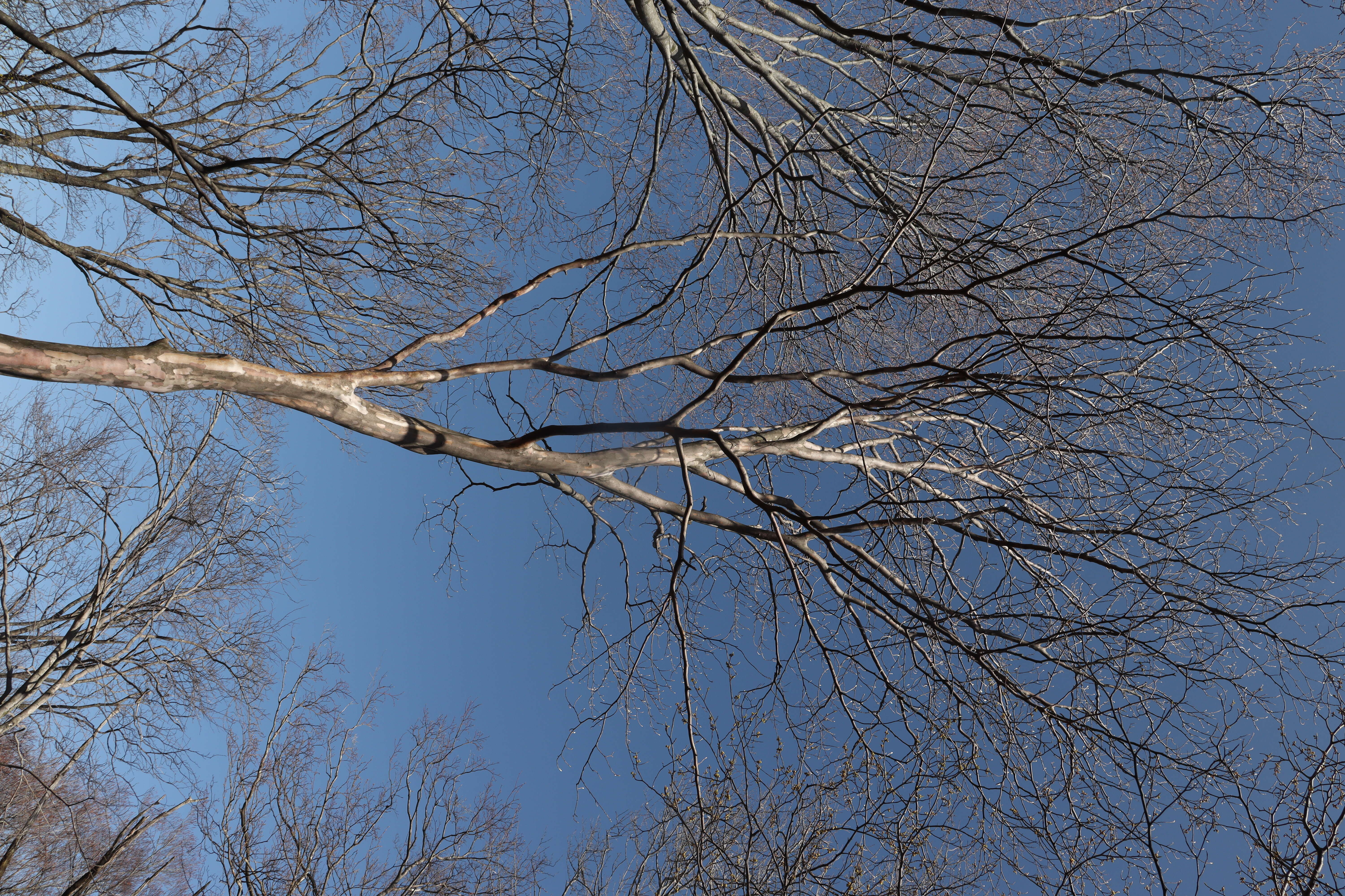 Image of Japanese stewartia