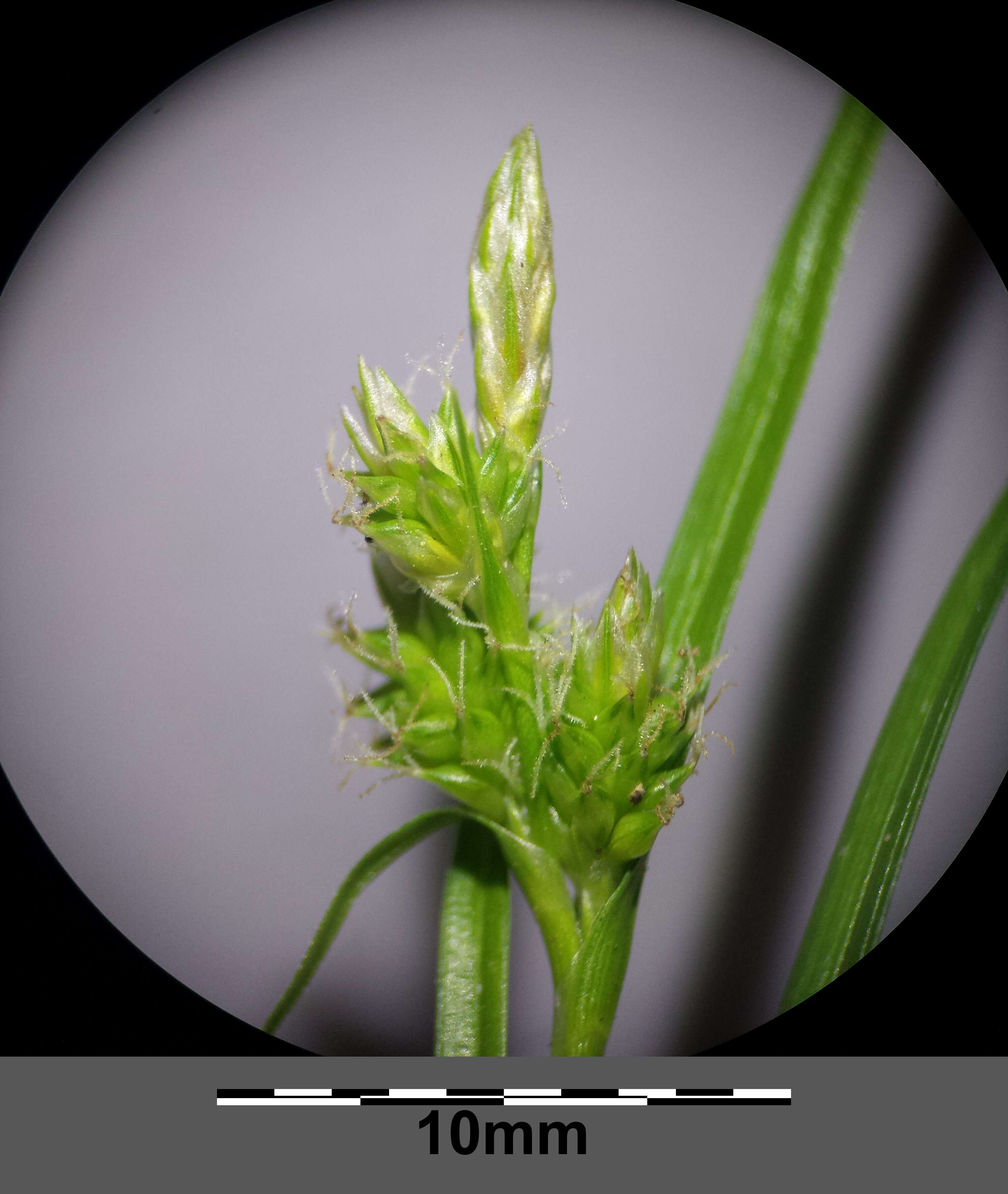 Image of Carex viridula