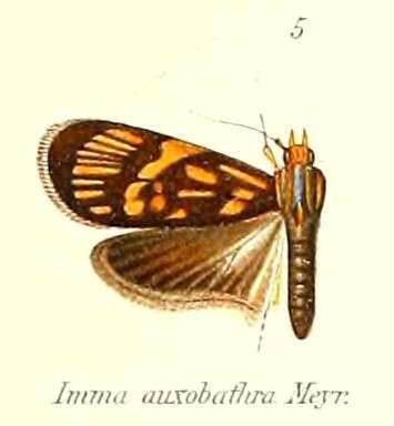 Image of Imma auxobathra
