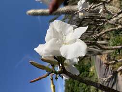 Image of Pachypodium decaryi L. Poisson