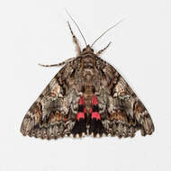 Image of Aholibah Underwing