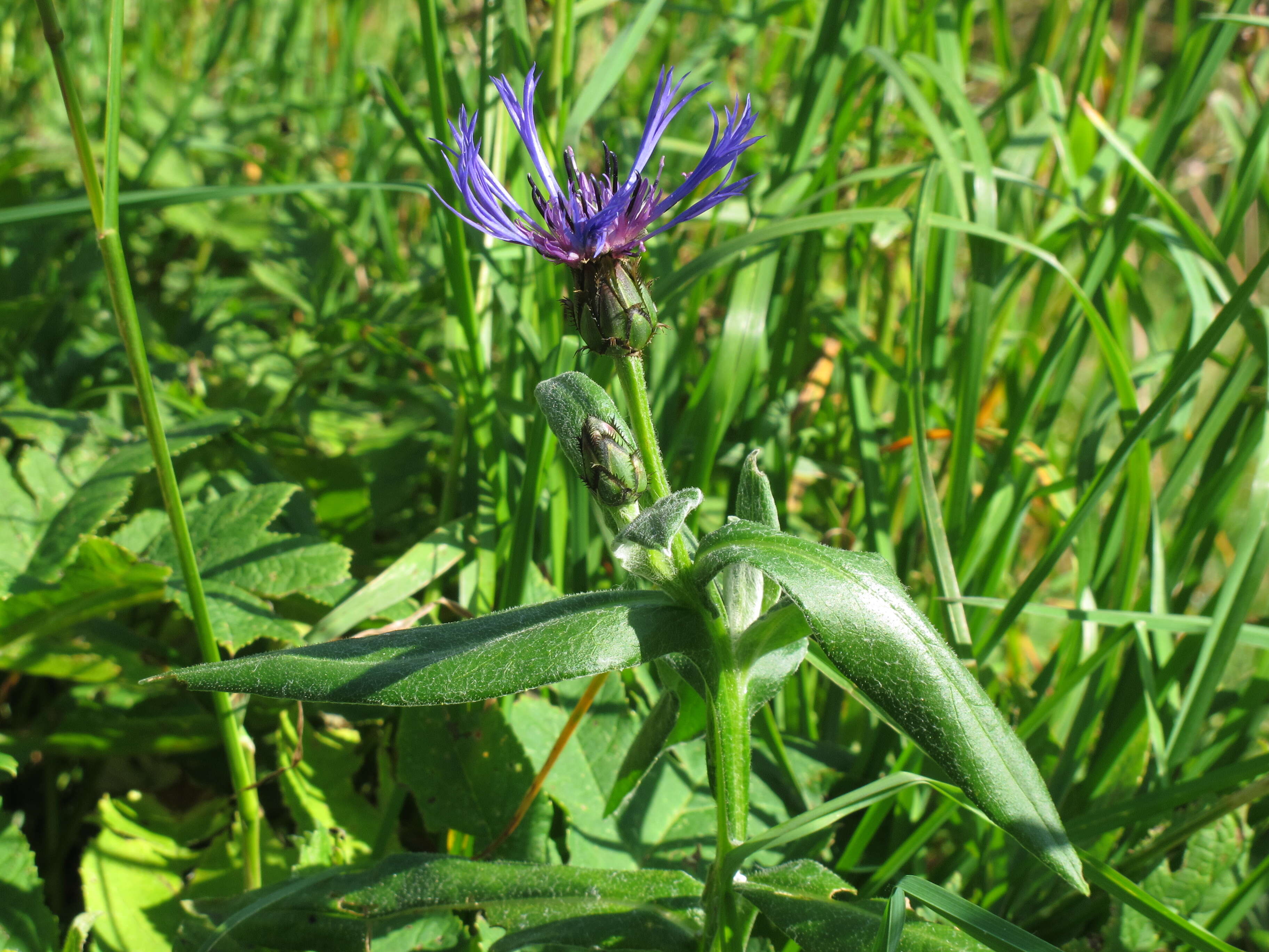 Centaurea montana L. resmi