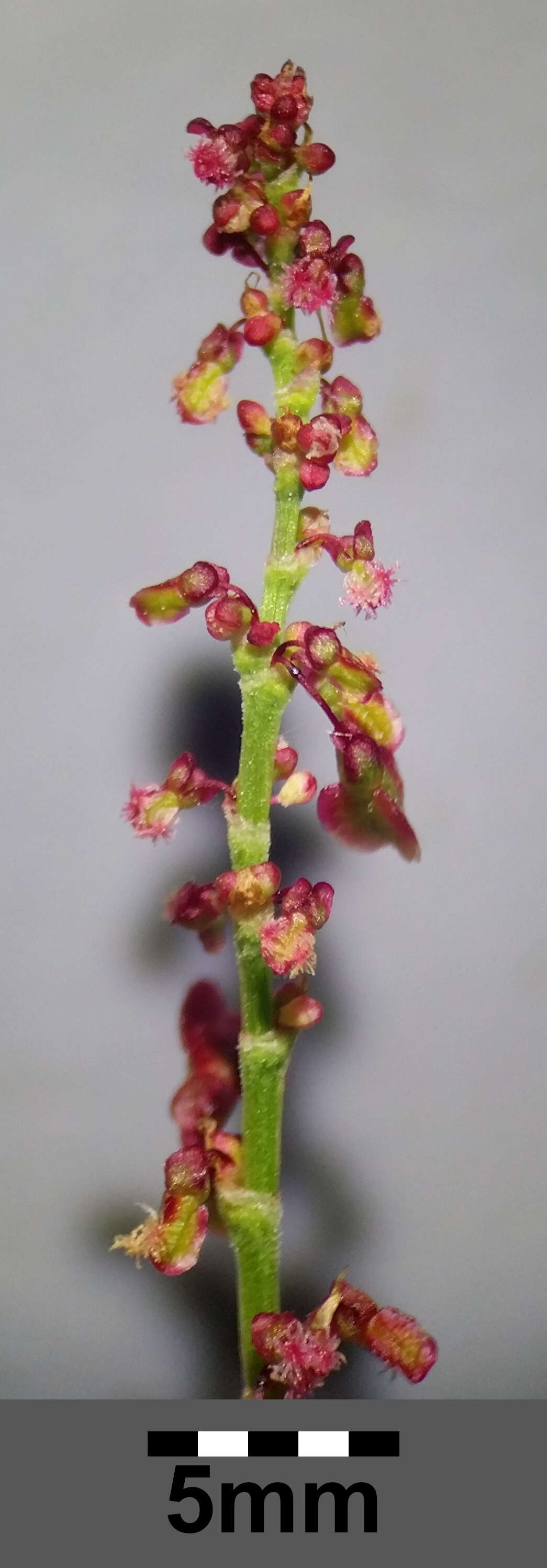 Image of Common Sorrel