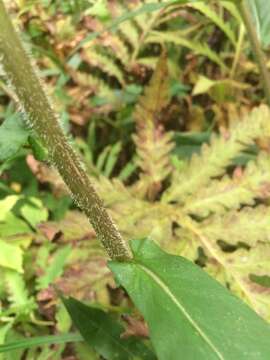 Image of purplestem aster