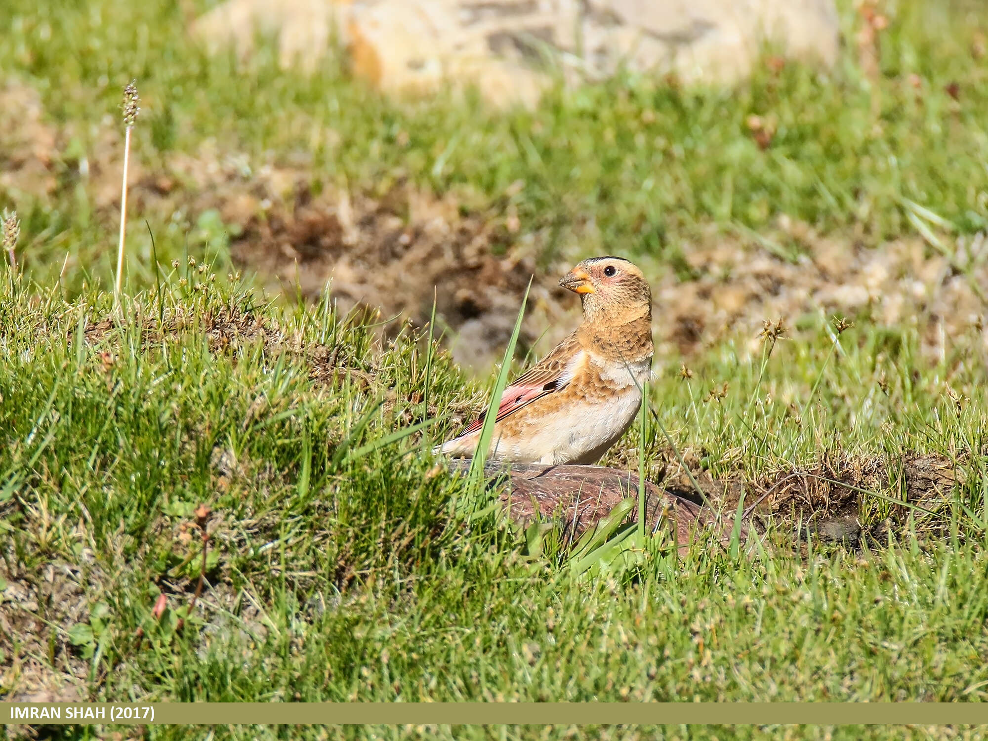 Image of Asian Crimson-winged Finch