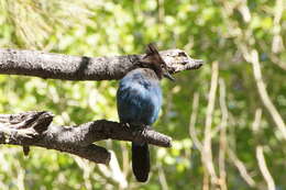 Image of Steller's Jay