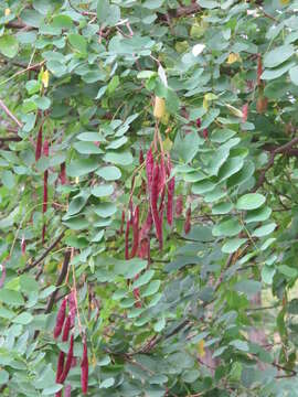 Image of black locust