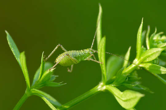 Image of speckled bush-cricket