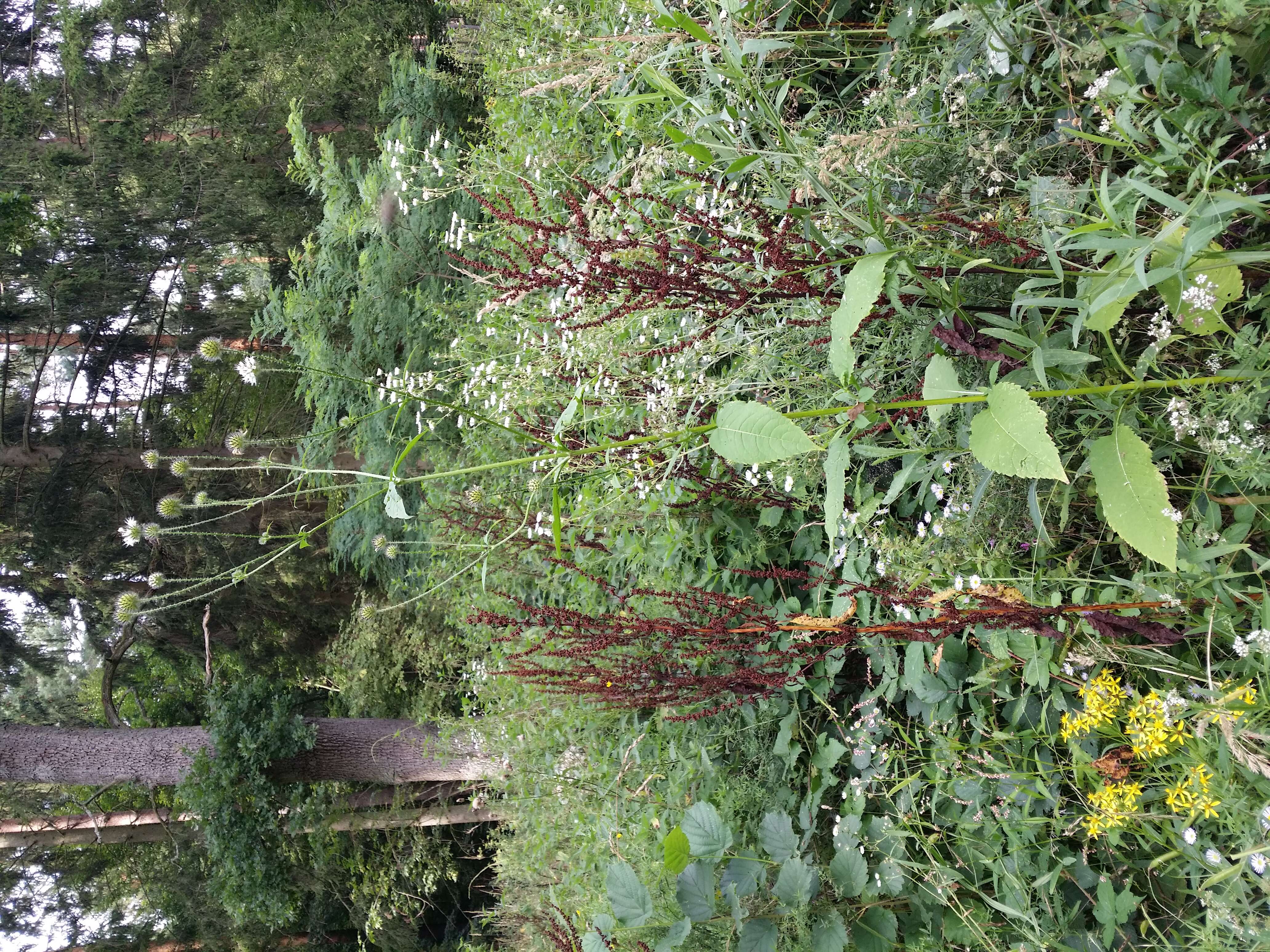 Image of small teasel