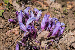 Image of Lathraea clandestina L.