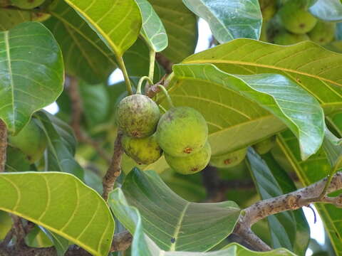 Image of Ficus callosa Willd.