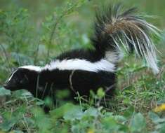 Image of skunks