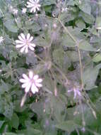 Image of wood stitchwort