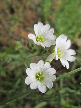 Image of field chickweed